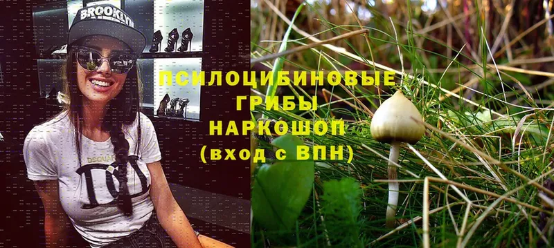 Псилоцибиновые грибы Psilocybine cubensis  Пугачёв 